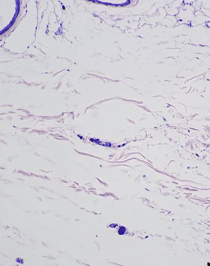 Video of the epidermis under a microscope